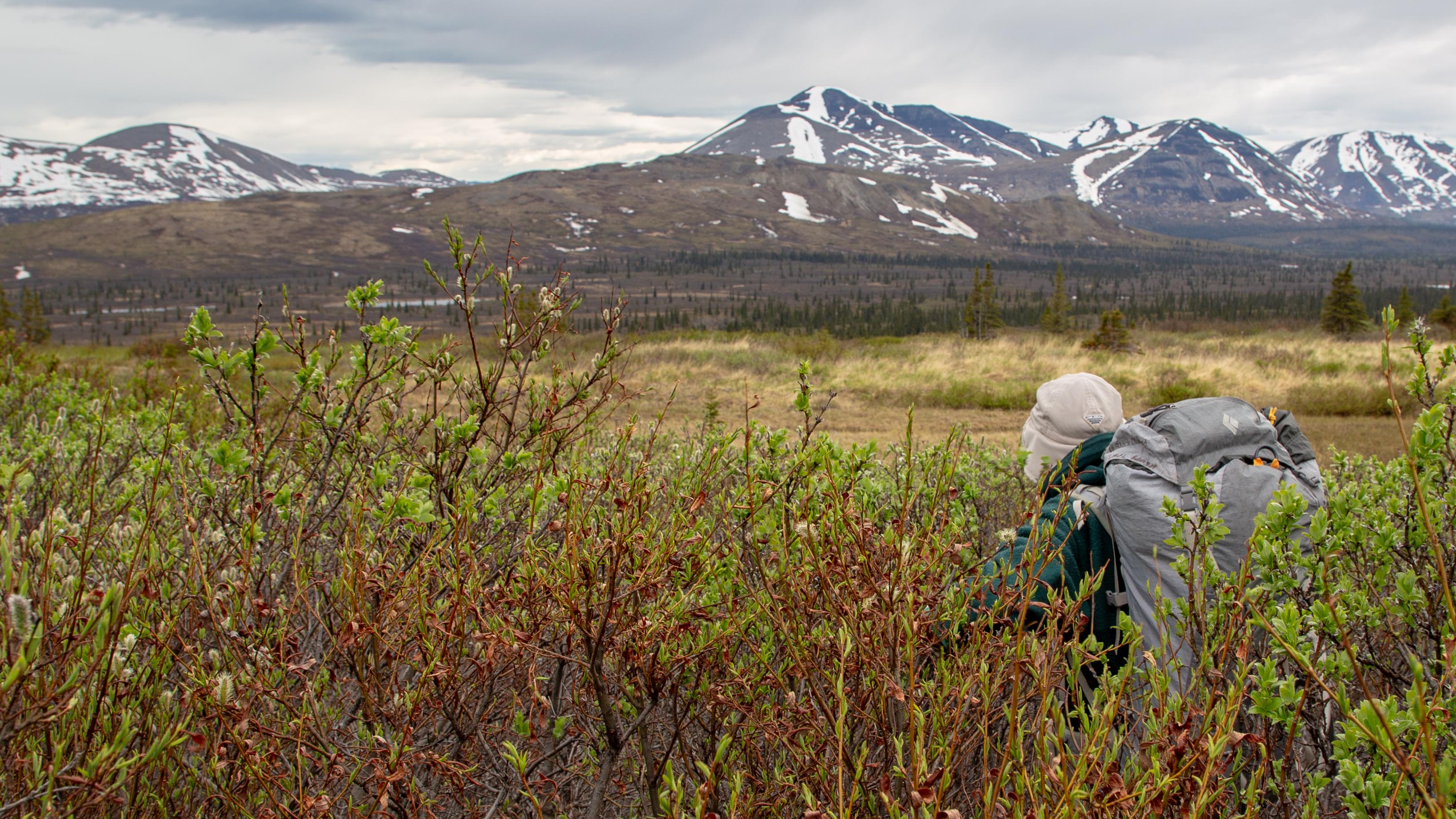 Person hidden in shrubs with vast wilderness surrounding them.