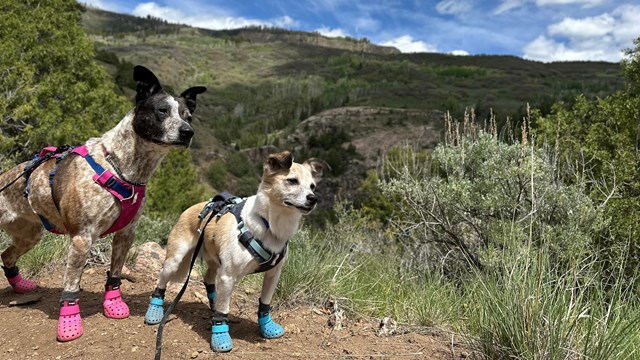 Two dogs with booties on in forest with blue sky and clouds above.