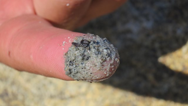 Close up on person's finger with sandy looking substance and a small black squiggle.