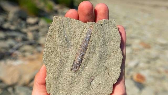 Close up of hand holding a rock with a fossil outline; beach scene in background.