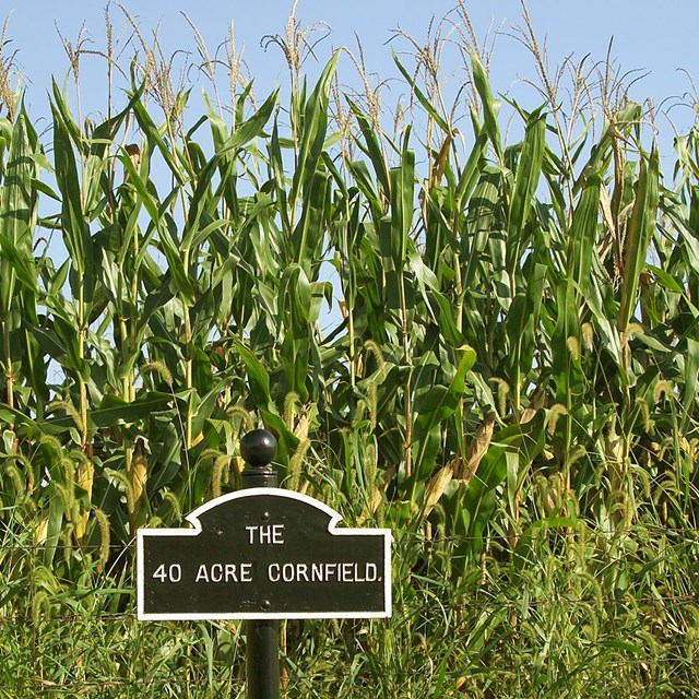 Corn growing on the battlefield