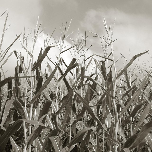 Image of Corn in the Cornfield