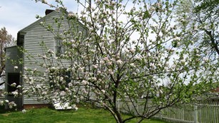 Blooming tree with an historic building in the background.