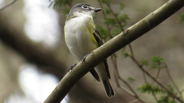 blue-headed vireo (Vireo solitarius)