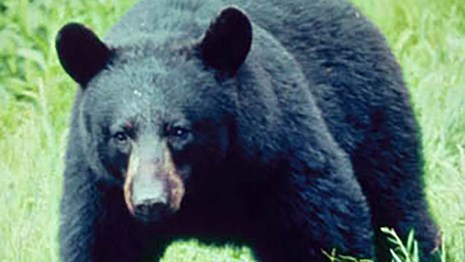 Black Bear at Great Smoky Mountains National Park