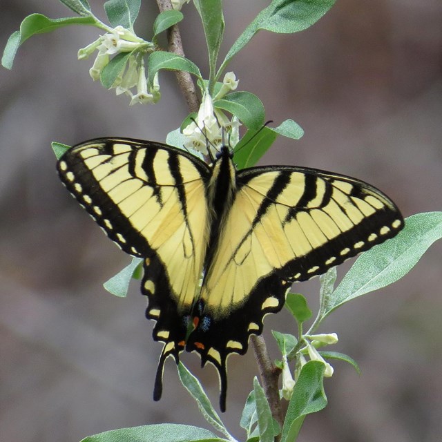 eastern tiger swallowtail (Papilio glaucus)