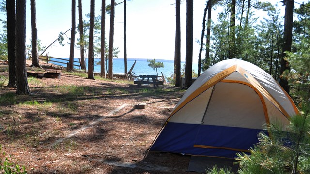 A tent is set up in a small clearing among tall trees. 