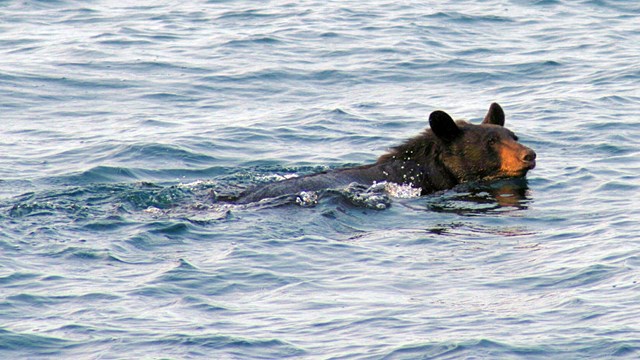 Photograph of black bear swimming in a blue lake.