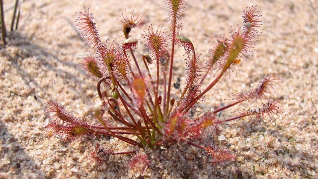 Carnivorous, reddish plant in sand.