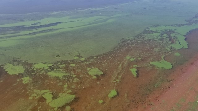 Greenish slime floating on water near a beach.