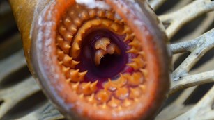Round, open mouth with rows of teeth and view into throat of a sea lamprey.