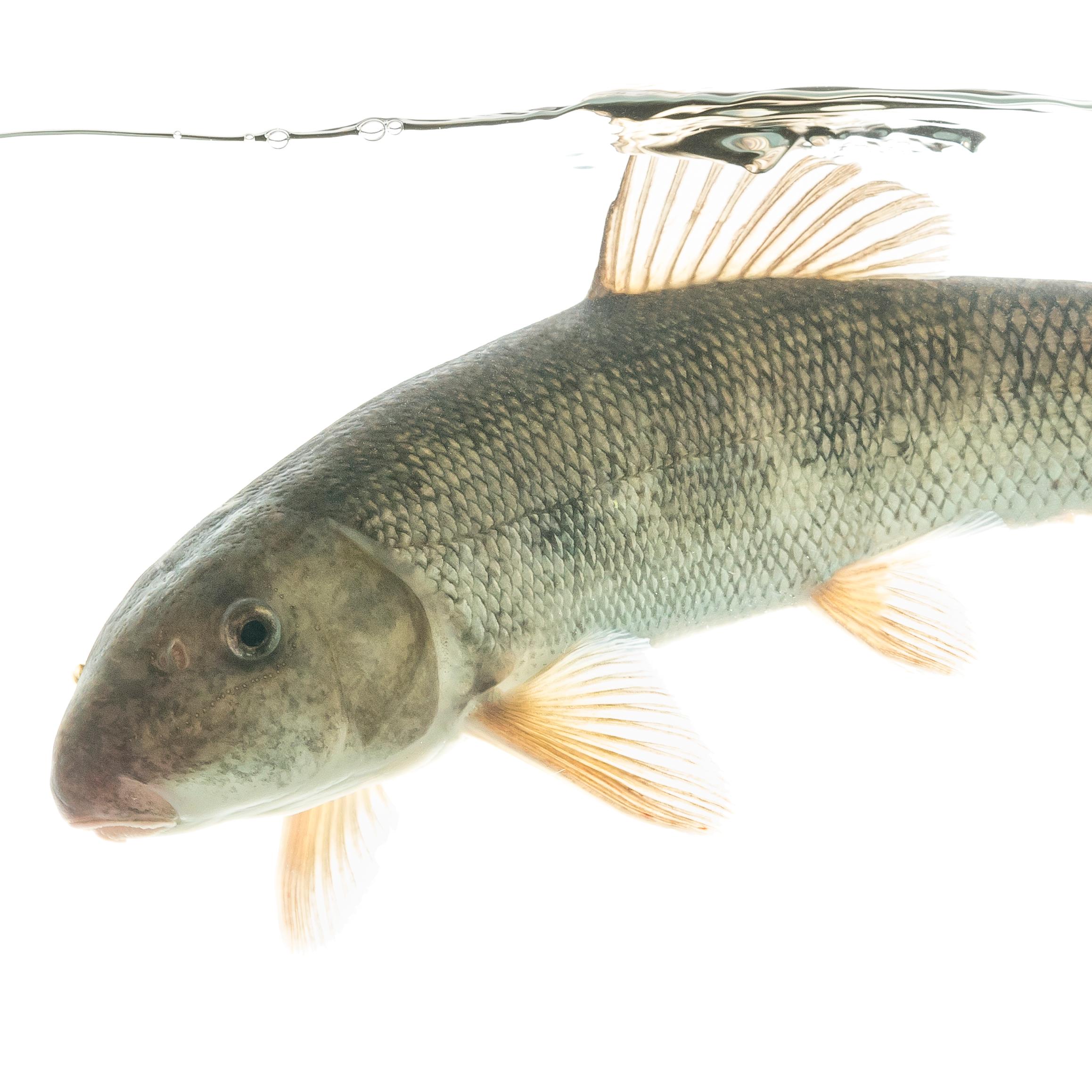 Grayish fish swimming.