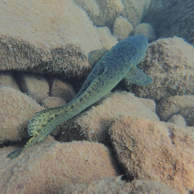 A green fish swimming over yellowish rocks covered in aquatic vegetation.