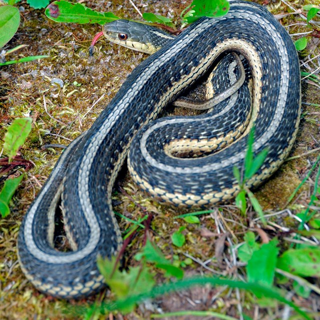 Black snake with white and yellow stripes on the ground.