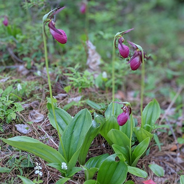 Pink, shoe-shaped flowers at the top of stems with large leaves at the base on the forest floor.