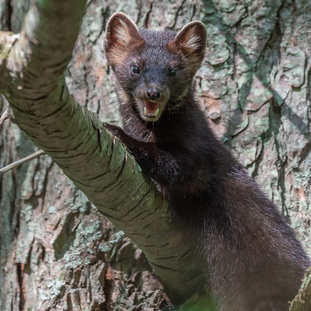 A brown American marten perched on a branch, showing its teeth.