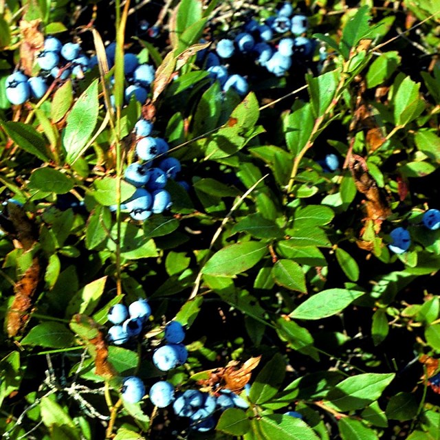 Blueberries on a green bush.