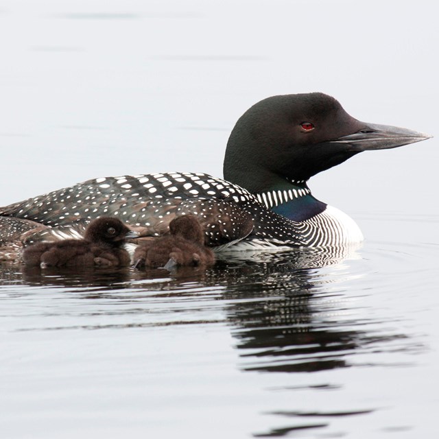 A spotted, dark-headed, red-eyed female loon and three fluffy brown chicks on the water.