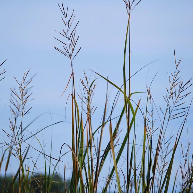 Wild rice plants growing with a blue background.