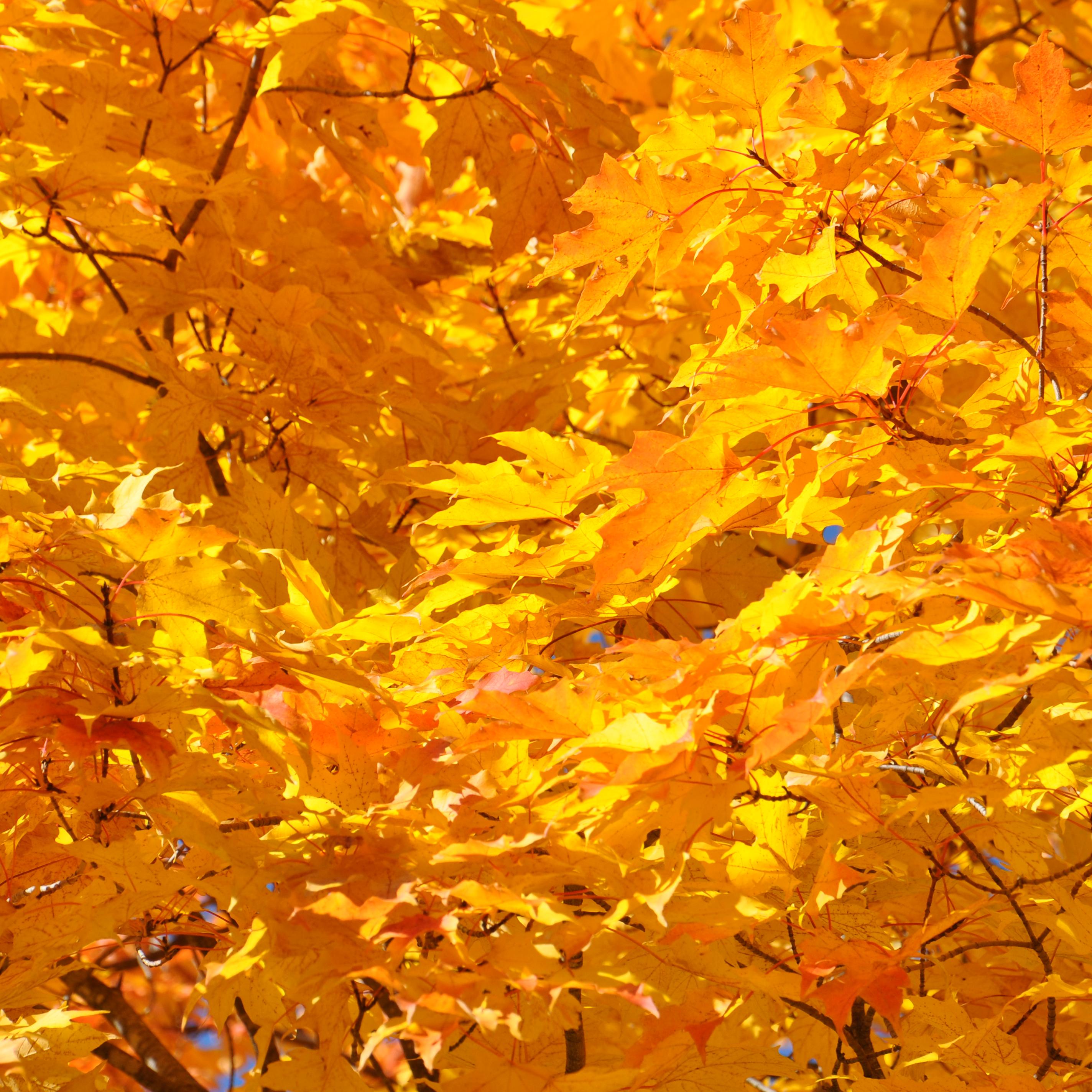 Close up of yellow and orange maple leaves on branches.