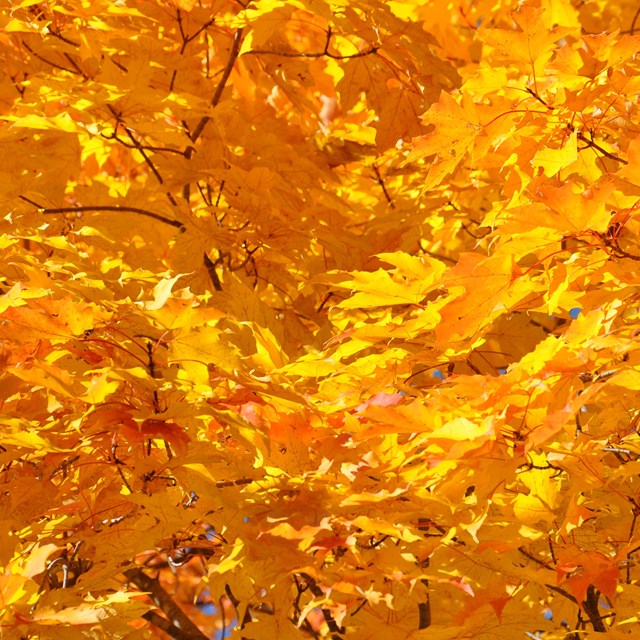 Close up of yellow and orange maple leaves on branches.