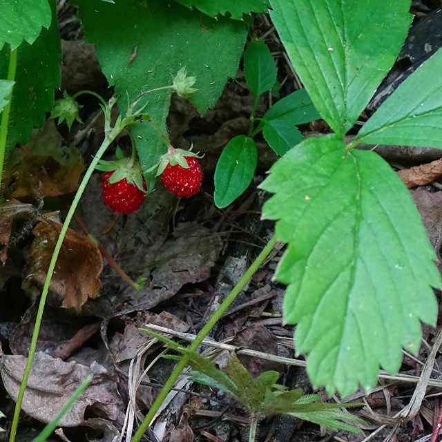 A red berry with three-lobed leaves on the forest floor