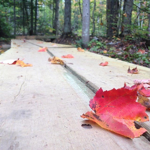 A red leaf and scattered brown leaves on a boardwalk into the forest.
