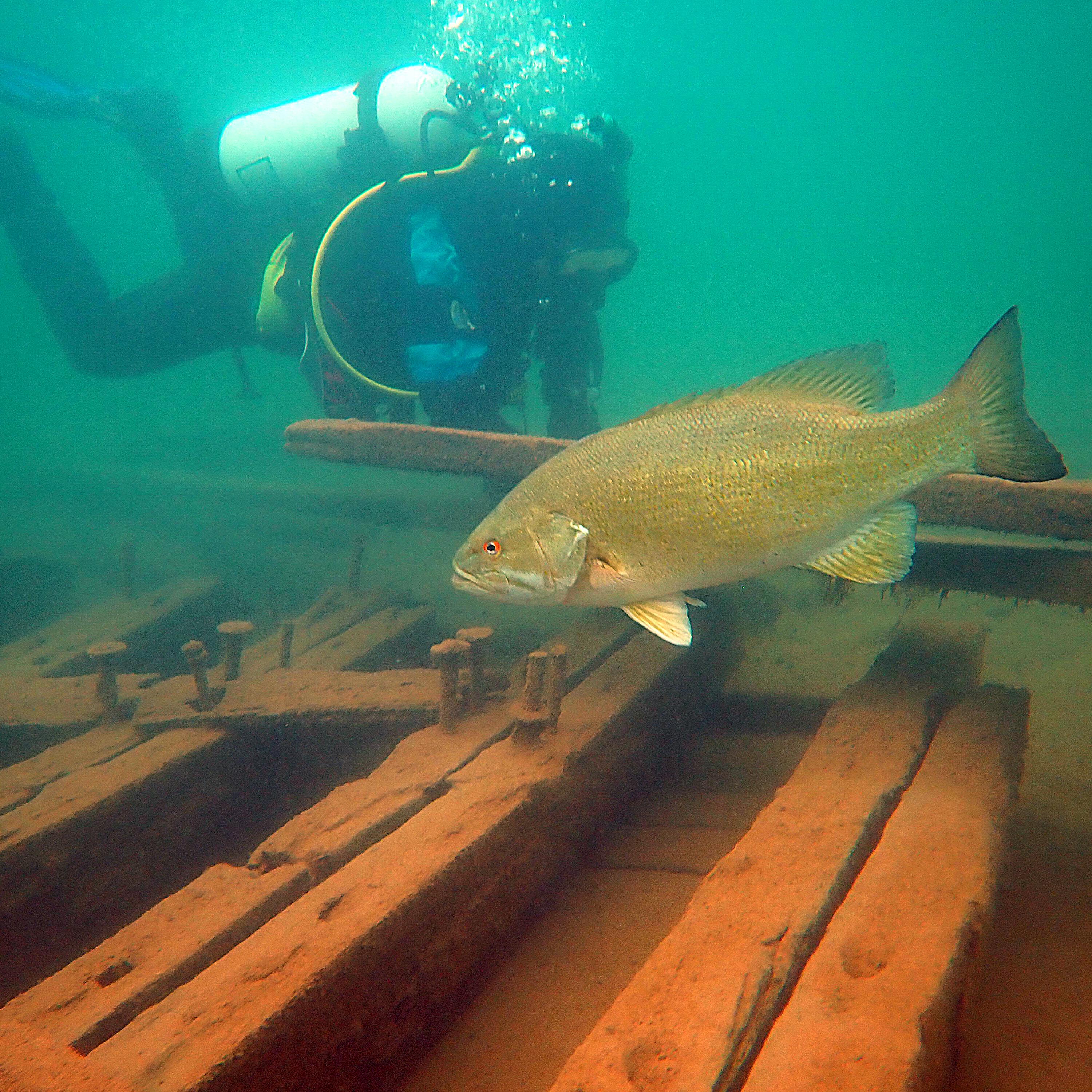 An underwater photo of a diver wearing a black wetsuit, a submerged boat and yellow colored fish.