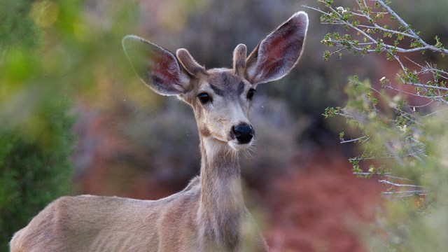 a deer with short antlers