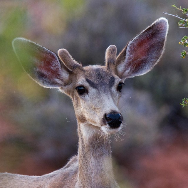 a deer with short antlers