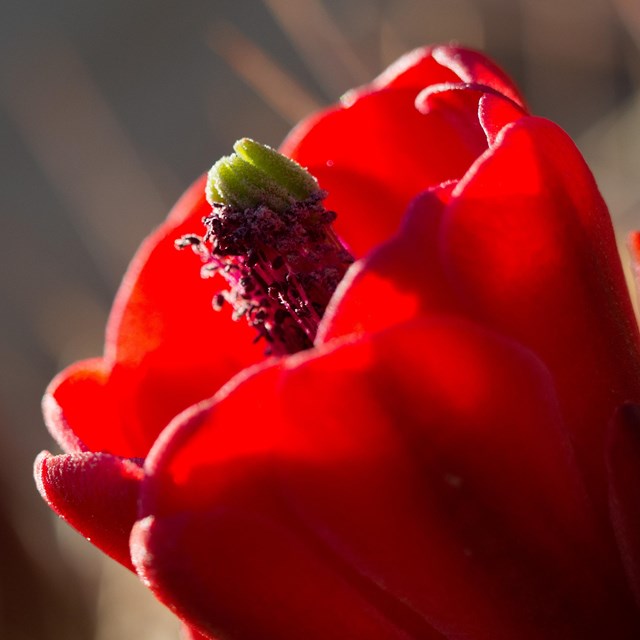 a red claretcup cactus flower