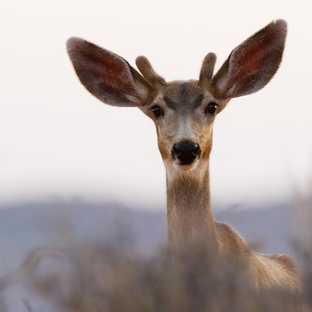 a deer with short antlers in velvet