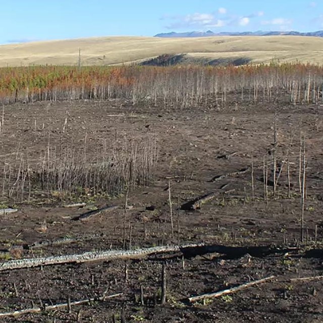 Yellowstone fire landscape