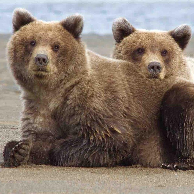 A pair of cubs cuddle together on the coast.