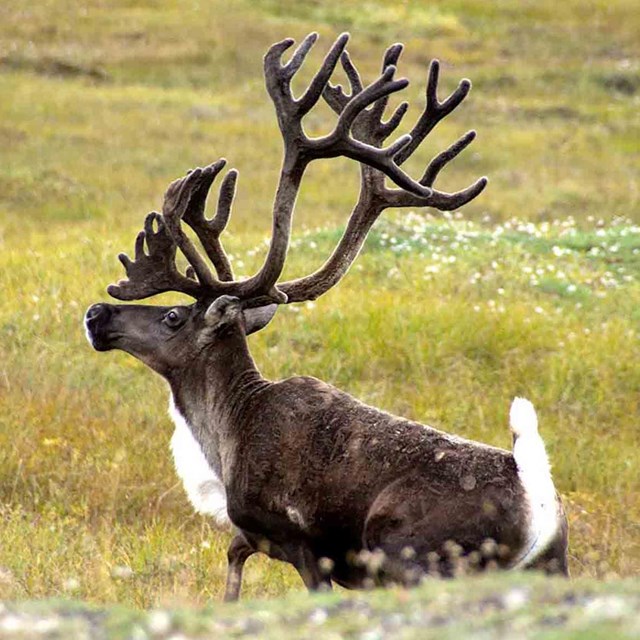 A bull caribou in velvet.
