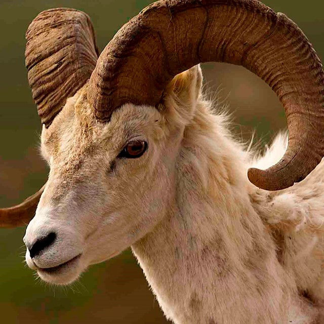 A Dall's sheep, close up.