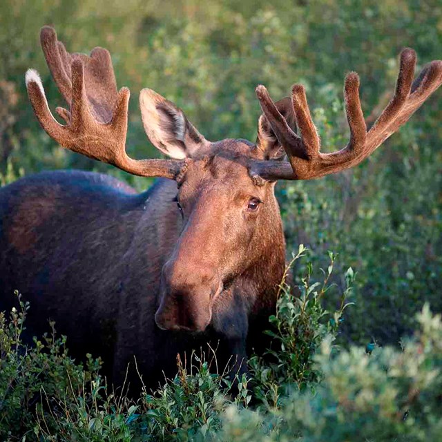 A bull moose in velvet.