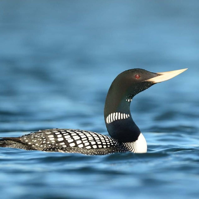 A loon on an Arctic lake.