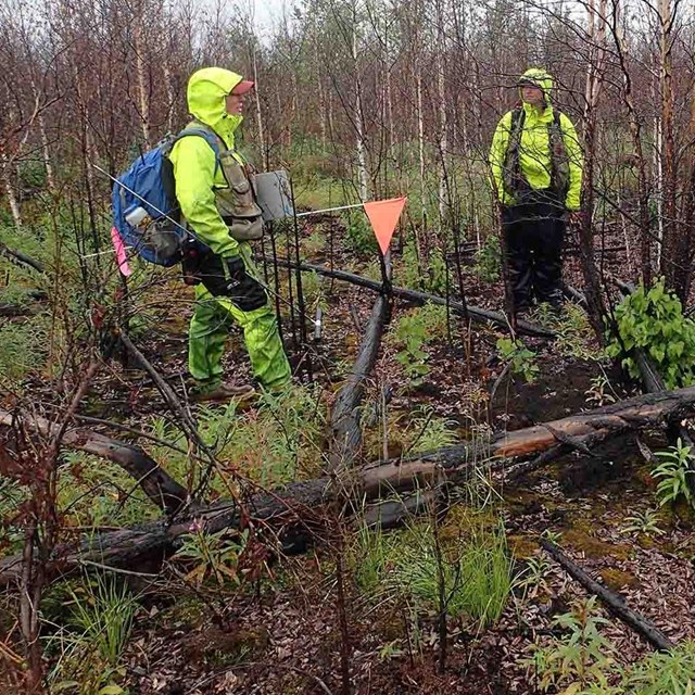 A crew surveys a recent burn site.