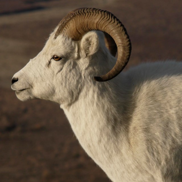 Dall's sheep ram.