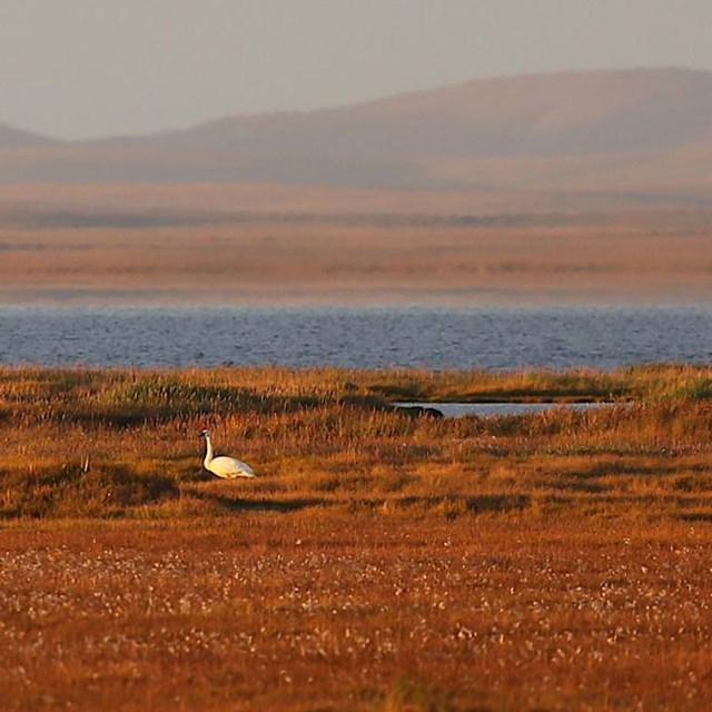 Tundra swan at Ikpek Lagoon.