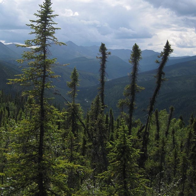 A black spruce forest.