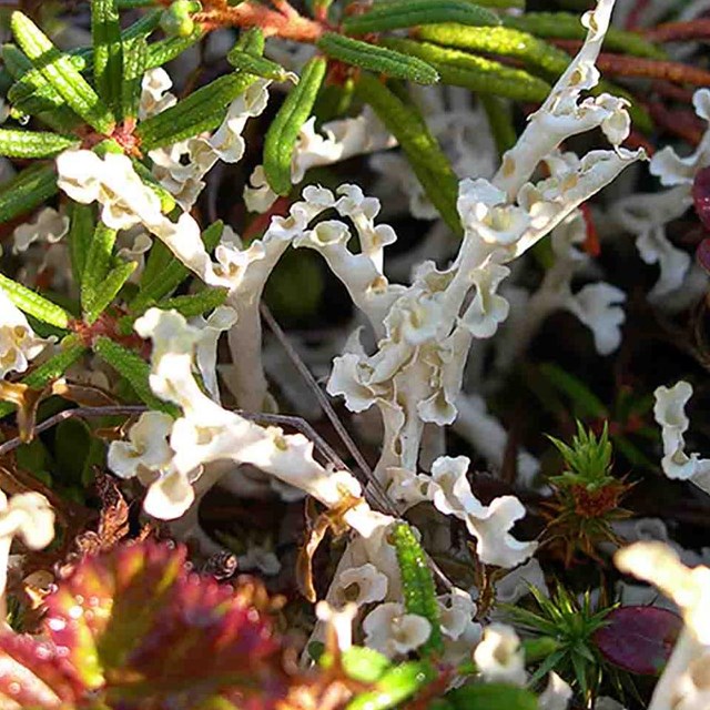 Colorful Arctic lichens.