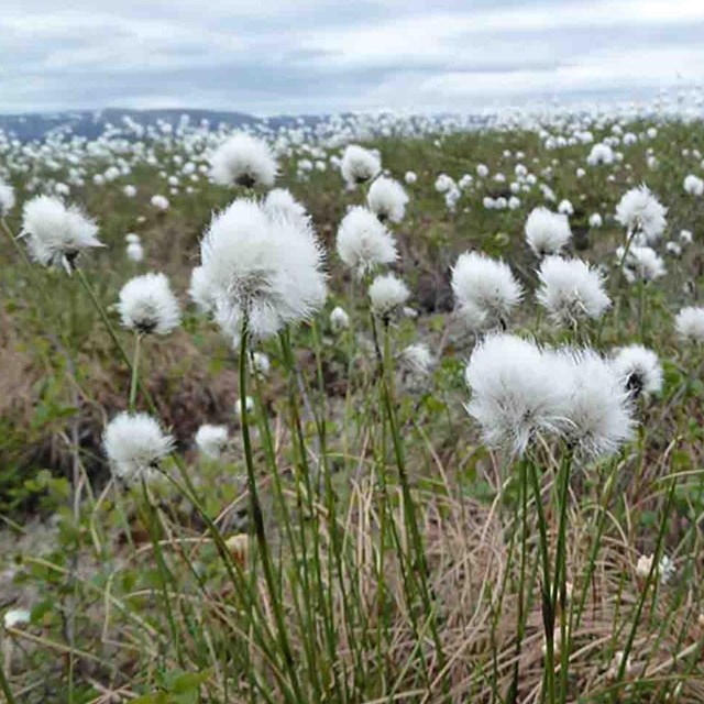 Cottongrass.