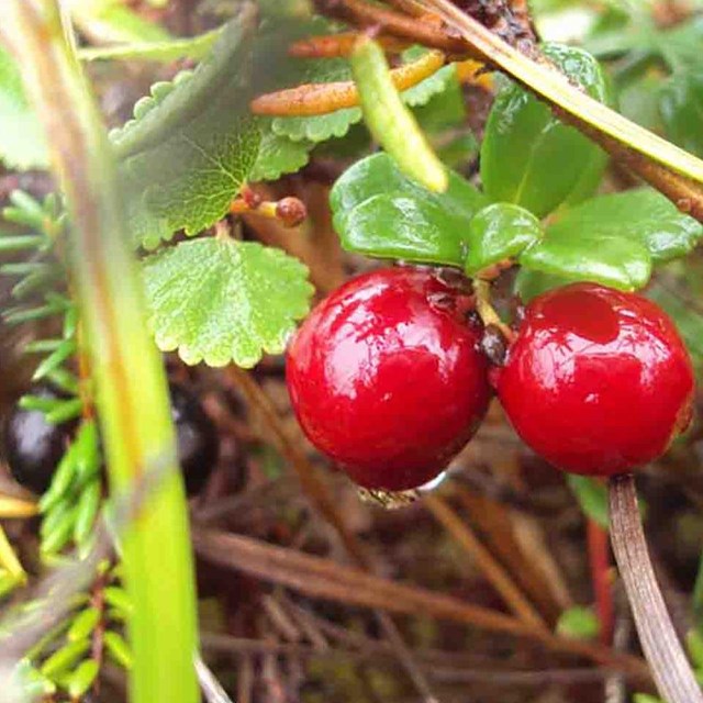 Low-bush cranberries.