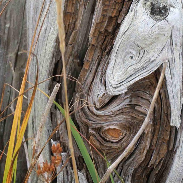 Weathered wood from the Arctic coast.