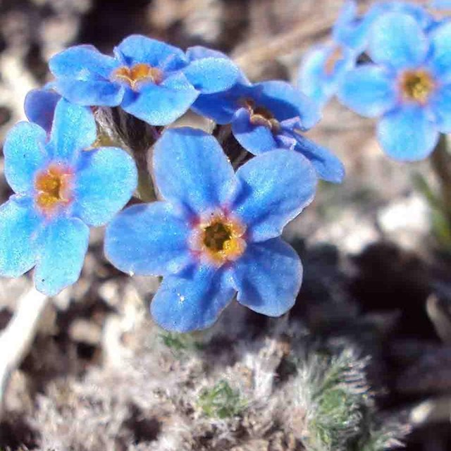 Arctic forget-me-not.