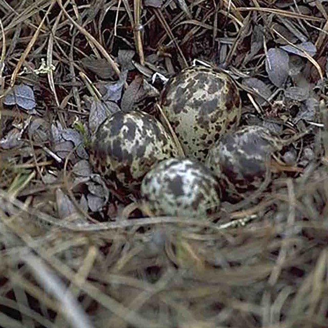 Shorebird nest with eggs.