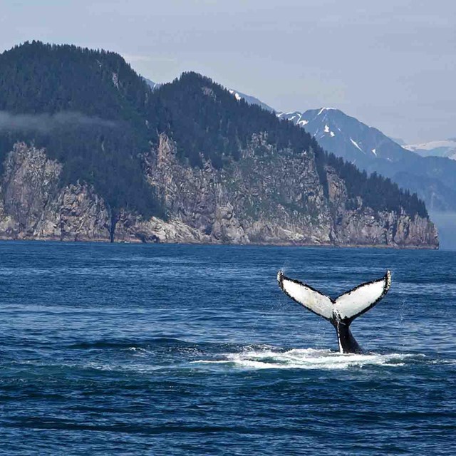 A whale dives and shows its tail.