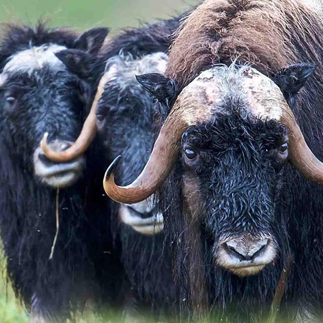 A group of three, wet muskoxen.